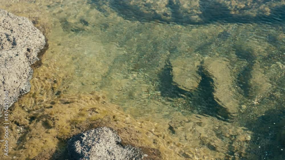 Tide pool full of seaweed, marine growth, and organisms in golden summer light—shimmering with movement and soft underwater textures Tide pool full of seaweed, marine growth, and organisms in golden summer light—shimmering with movement and soft underwater textures
