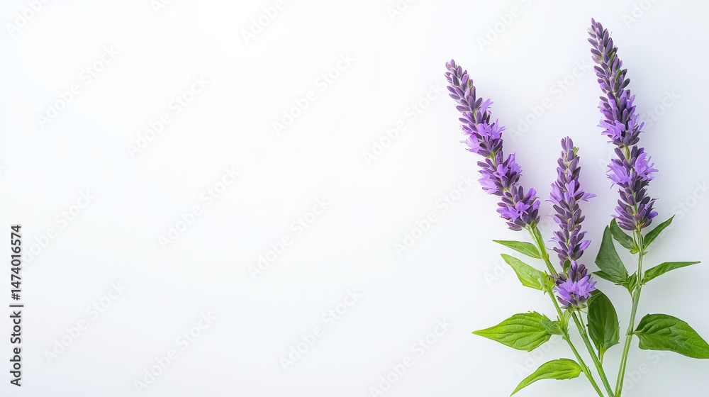 Naklejka premium Beautiful arrangement of purple hyssop flowers with green leaves, showcasing their vibrant colors and delicate structure