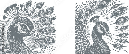 Woodcut Engraving Design: Majestic Peacock Staring with Vibrant, Puffed Feathers – Elegant Nature-Inspired Artwork. black-and-white, set, print, ink, isolated, vintage, tattoo