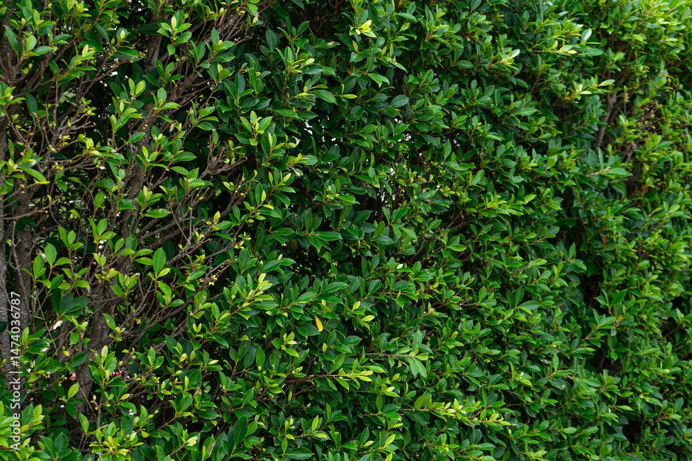 Obraz premium Close-up of Lush Green Foliage and Hedges