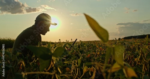 Young male farmer using digital tablet in a soybean field at sunset, silhouette against the glowing sky