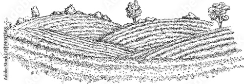 Hand draw tea landscape farm field in monochrome sketch style. Vintage panoramic vector illustration.