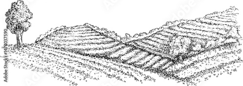 Hand draw tea landscape farm field in monochrome sketch style. Vintage panoramic vector illustration.