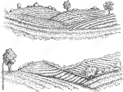 Hand draw tea landscape farm field in monochrome sketch style. Vintage panoramic vector illustration.