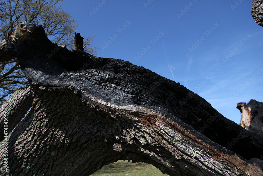 Fototapeta premium An old oak tree with the inside turned to charcoal after fire caused by a lightning strike