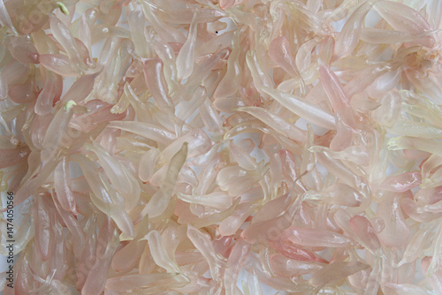 Pile of pomelo orange fruit pulp, full as background