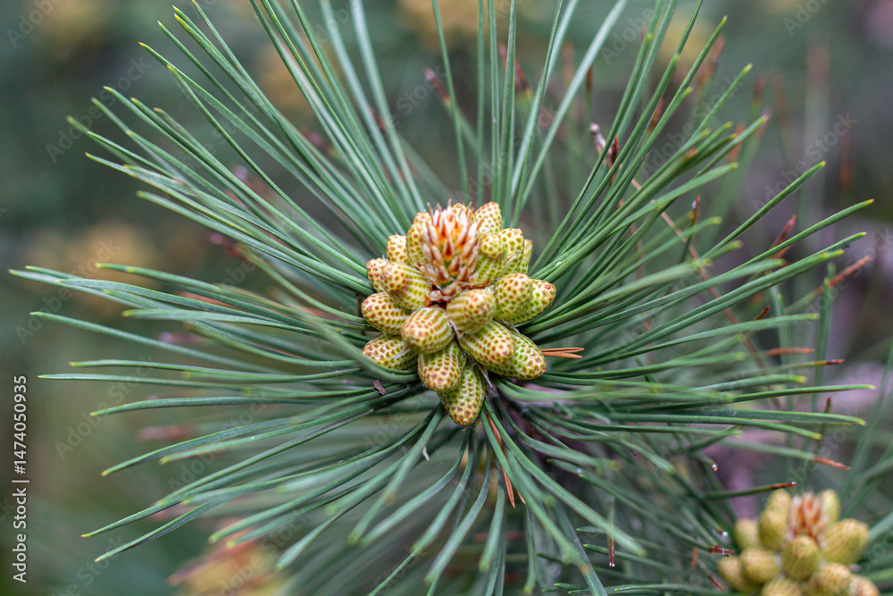 Young fir cones on tree branches, New life of trees after winter. Young fir cones on tree branches, New life of trees after winter.