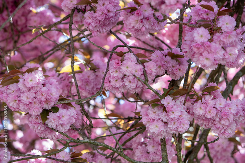 Photography Branche d'arbre en gros plan avec de gros bouquets de fleurs de sakura de couleurs roses pâles