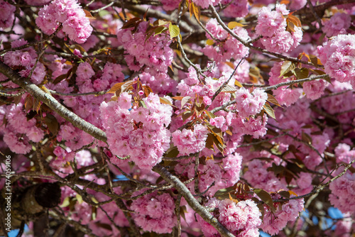 Canvas Print Branche d'arbre en gros plan avec de gros bouquets de fleurs de sakura de couleurs roses pâles