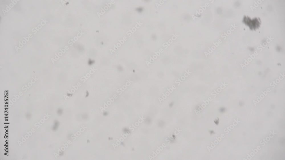 Flocons de neige