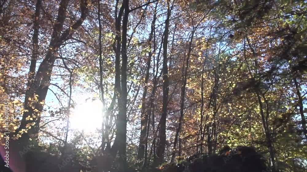 Foret arbre dans soleil