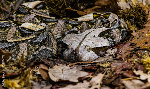 The Gaboon viper (Bitis gabonica), also called the Gaboon adder photo