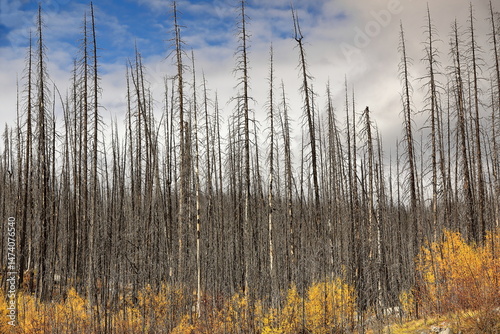 Dead conifers witness in 2021 the 2015 wildfire, aspen and poplar shoots in golden -yellow autumn colors, Medicine Lake. Jasper NP-Alberta-Canada-200