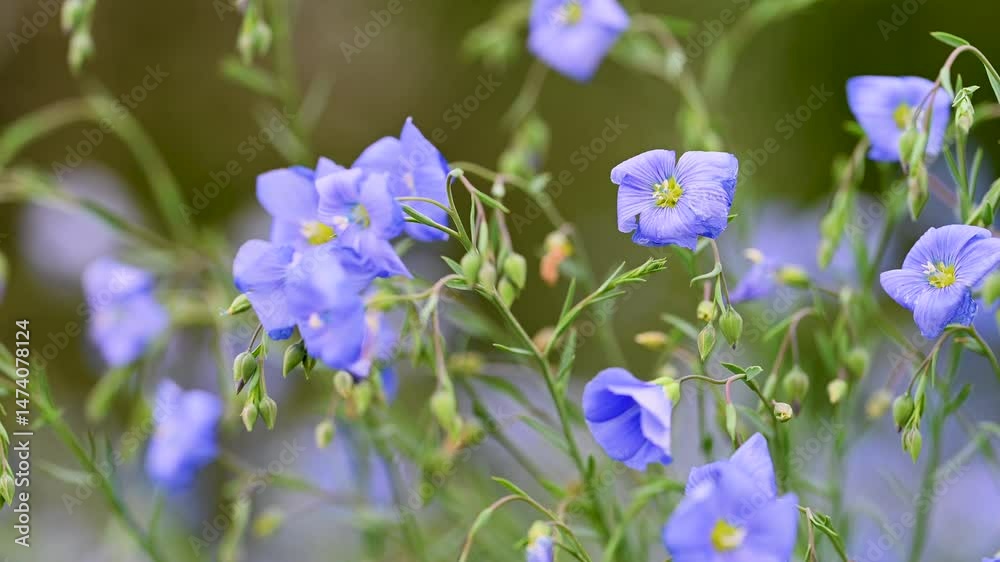 video of flax flowers in a meadow video of flax flowers in a meadow