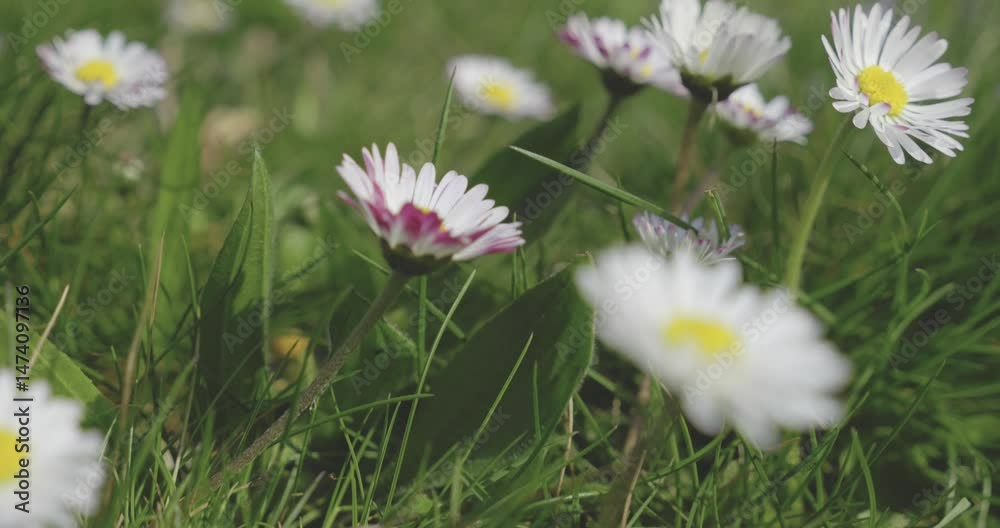 Paquerettes en fleur au printemps