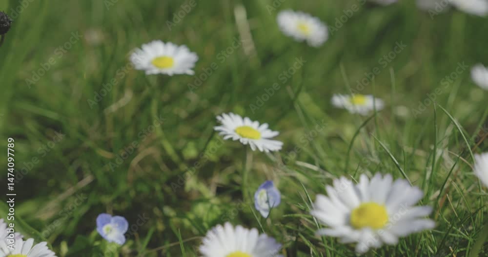 Paquerettes en fleur au printemps