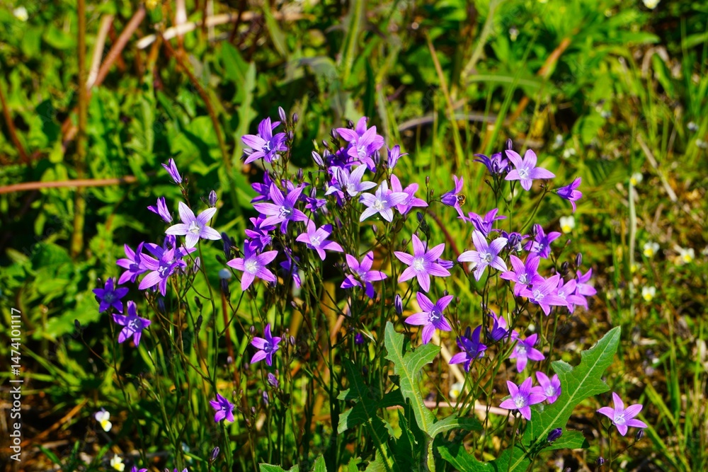 Naklejka premium Dzwonek rozpierzchły - piękny kwiat kwitnący dziko na łące