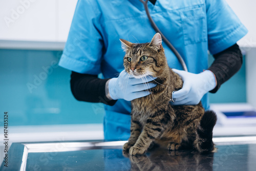 Veterinary checking cat at vet clinic