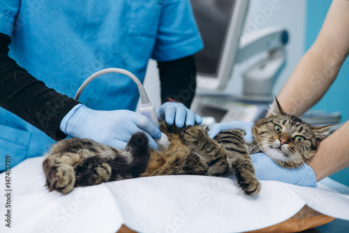 Photography Veterinary diagnoses cat and making ultrasound at vet clinic
