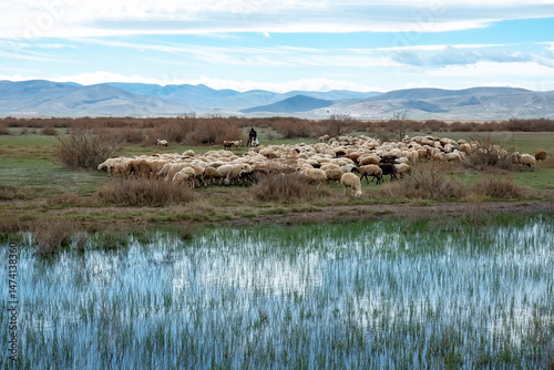 A shepherd herding sheep on a wet plain