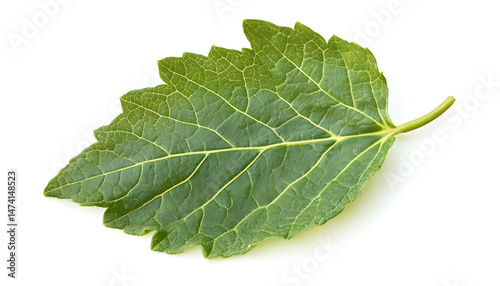 Obraz na płótnie Fresh green mint leaf isolated on white w salonie