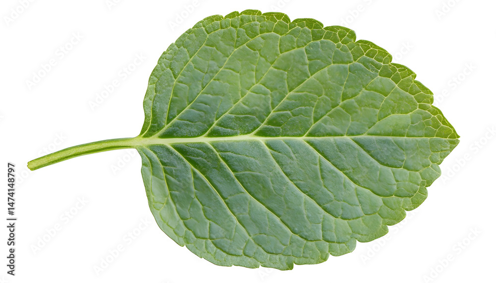 Fresh green mint leaf isolated on white