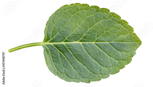 Fresh green mint leaf isolated on white
