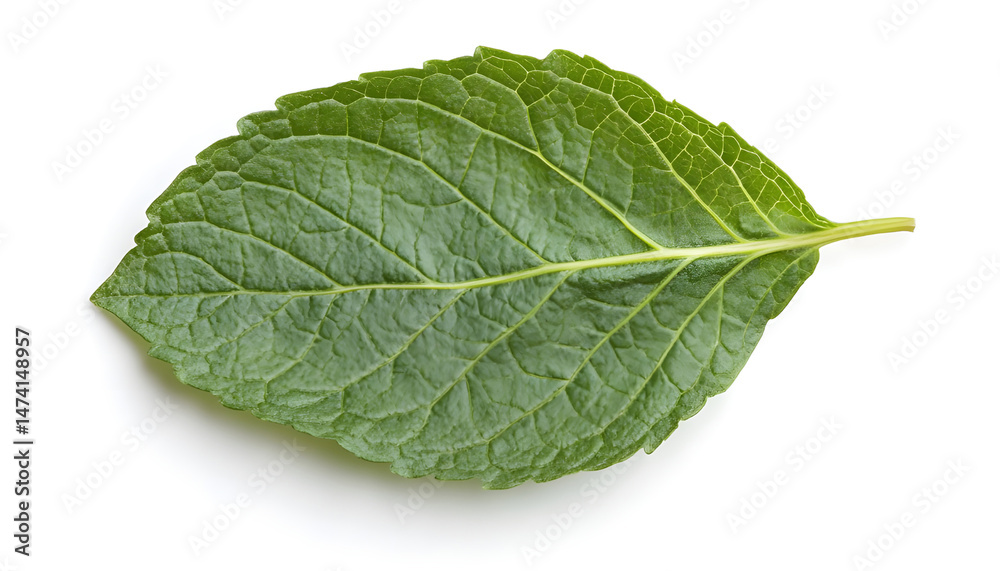 Fresh green mint leaf isolated on white