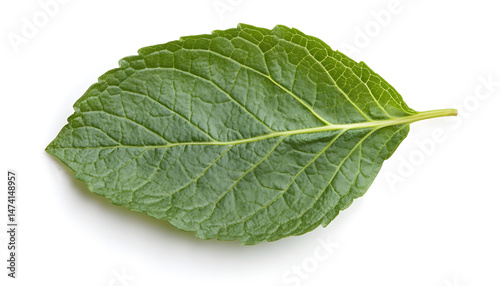 Obraz na płótnie Fresh green mint leaf isolated on white w salonie