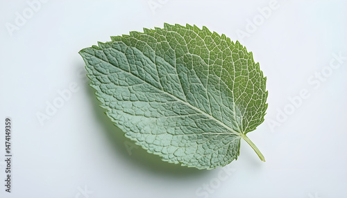 Obraz na płótnie Fresh green mint leaf isolated on white w salonie