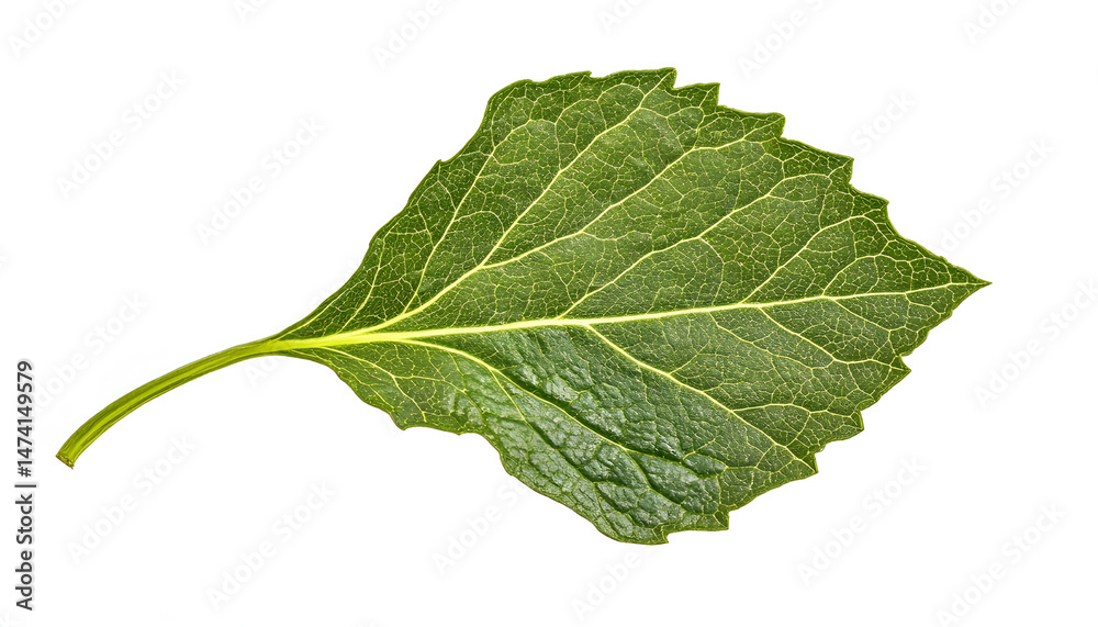 Fresh green mint leaf isolated on white