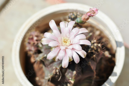 Gymnocalycium ,Gymnocalycium mihanovichii or gymnocalycium mihanovichii variegated with flower or cactus flower photo