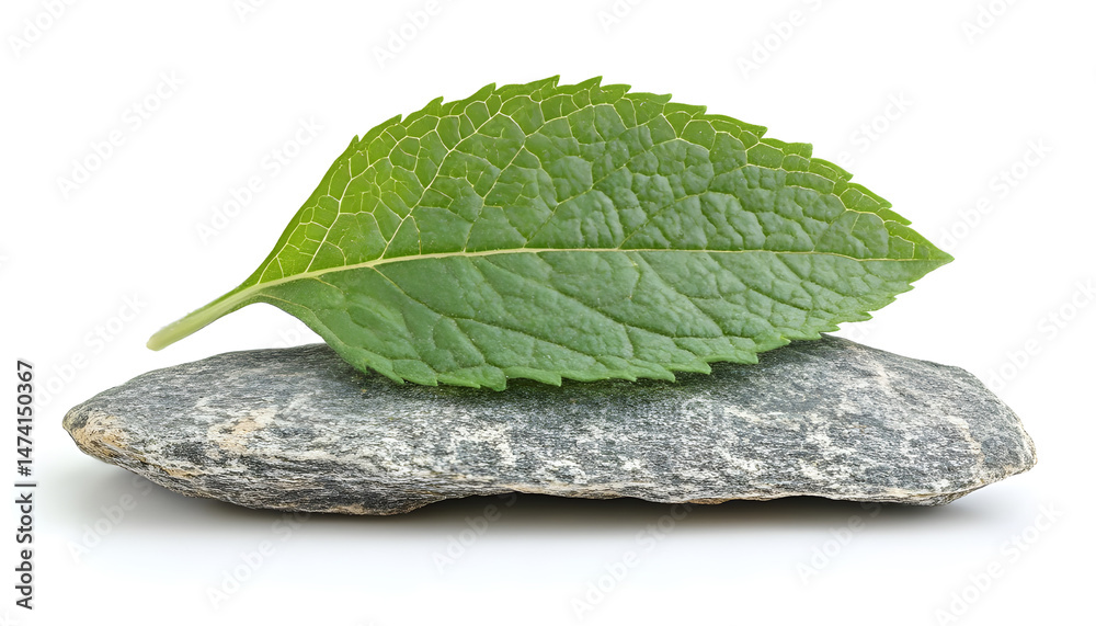 Fresh green mint leaf isolated on white