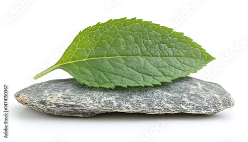 Obraz na płótnie Fresh green mint leaf isolated on white w salonie