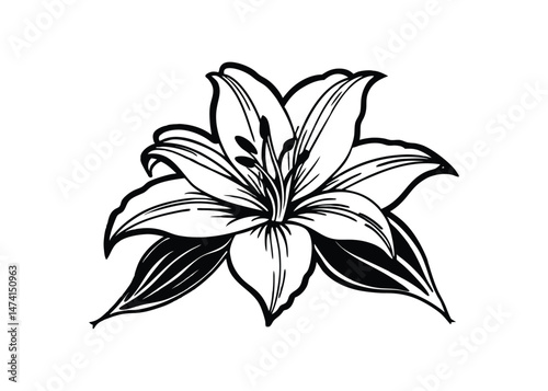 Silhouette of lily isolated on a white background
