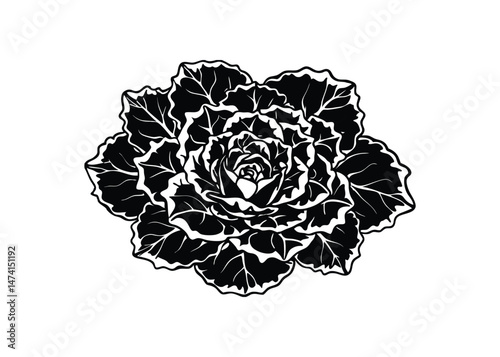 Silhouette of ornamental kale isolated on a white background