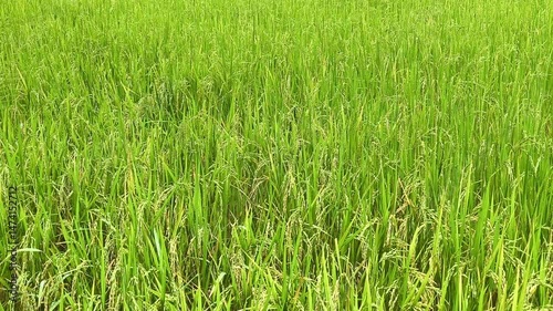 Lush green rice ears in the rice field, green rice plants growing in a paddy field.