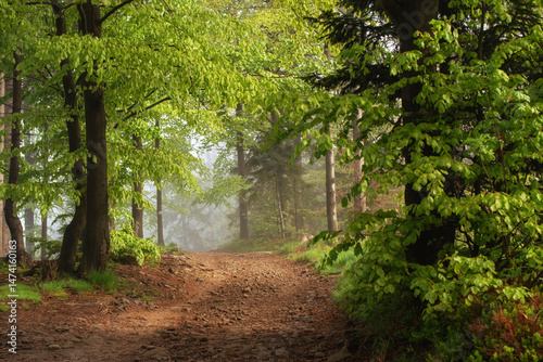 Fototapeta Naklejka Na Ścianę i Meble -  Szlak na Halę Jaworową w Beskidzie Śląskim, w wiosenny mglisty poranek. 