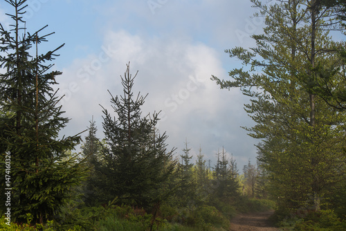 Fototapeta Naklejka Na Ścianę i Meble -  Szlak na Halę Jaworową w Beskidzie Śląskim, w wiosenny mglisty poranek. 