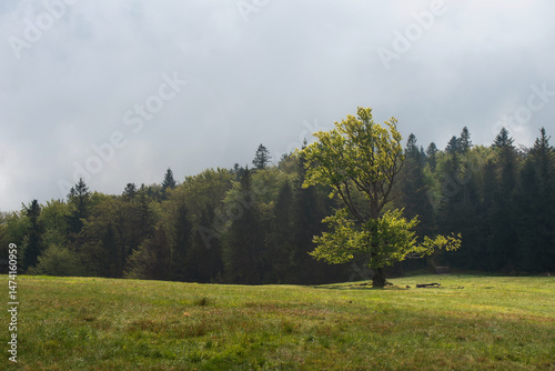 Fototapeta Naklejka Na Ścianę i Meble -  Hala Jaworowa w Beskidzie Śląskim niedaleko Szczyrk Salmopol, wiosenny poranek. 