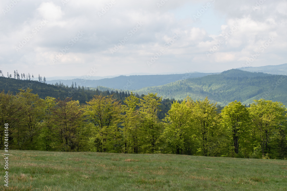 Fototapeta premium Hala Jaworowa w Beskidzie Śląskim niedaleko Szczyrk Salmopol, wiosenny poranek. 