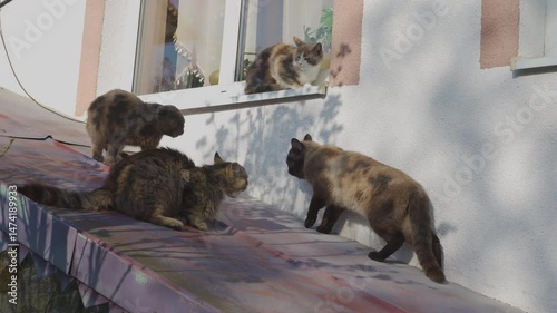 four cats sitting together, gathering of cats, cats on the roof sitting, cat love