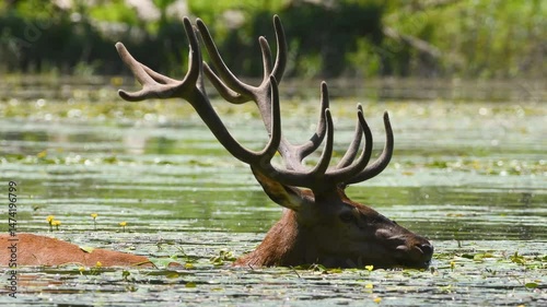 Majestic red deer stag cooling down in a pond