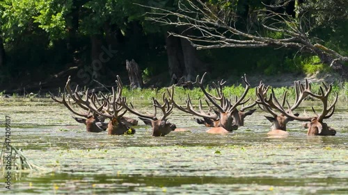 Majestic red deer stags cooling down in a pond