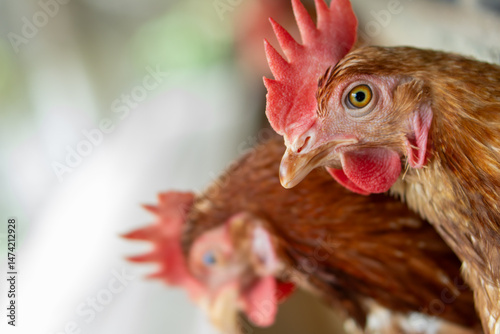 portrait of a chicken
