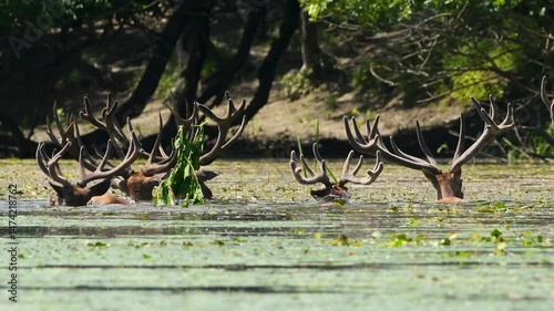 Red deer stags cooling and feeding in pond