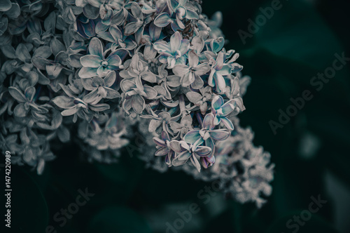 A bunch of light lilacs in the general plan in the dark. Dark blurred black and green background. Mystical romantic mood. Place for text. Selective focus. Copy space