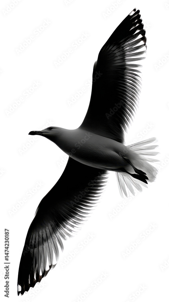 Obraz premium Seagull in Flight: A majestic seagull soars through the air, its wings spread wide in graceful flight, against a clean background.