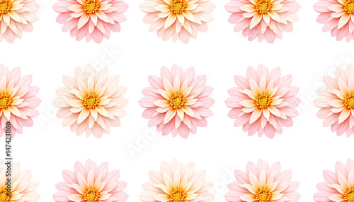 A seamless pattern featuring vibrant Dahlia flowers on a clean white background, perfect for decorative and textile designs.
