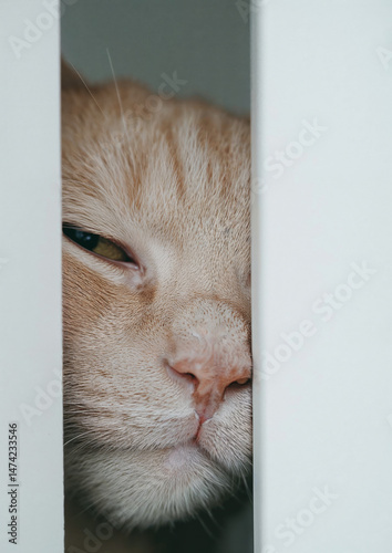 Curious cat peeks through door for a glimpse of the world